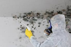 Reliable Harrisonville, MO Mold Remediation Solutions